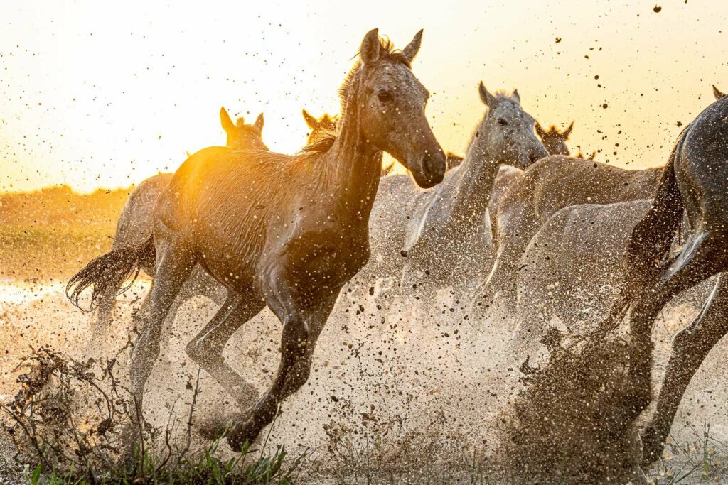 Unsere Fotografen und ich sitzen auf dem Boden und genießen diesen Actionreichen Fotoworkshop und wir nehmen tausende Fotos auf.