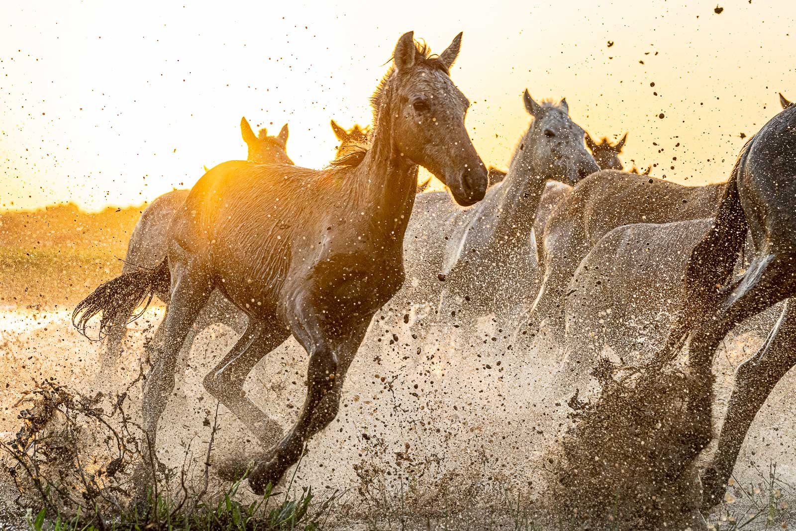 Fotosafari-Brasilien-Pferdefotografie Unsere Fotografen und ich sitzen auf dem Boden und genießen diesen Actionreichen Fotoworkshop und wir nehmen tausende Fotos auf.