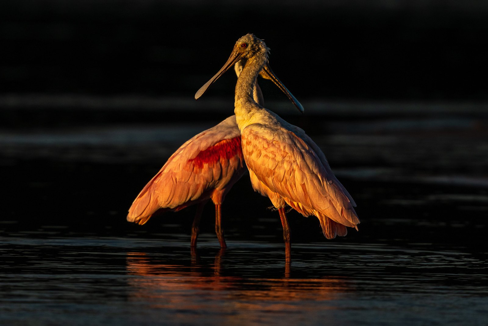 Fotosafari-Brasilien-Vogelfotografie Fotoreise mit Benny Rebel Fotosafaris GmbH aus Hannover. Greetings from Brazil to my friends all over the planet 🙂