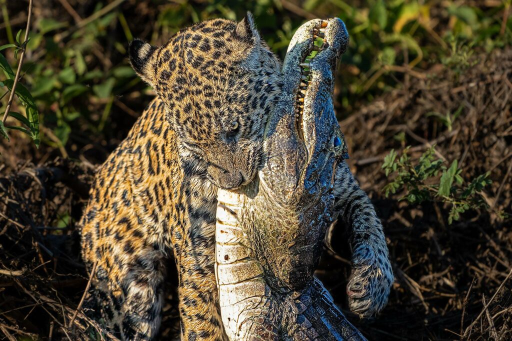 Ein Jaguar tötet einen Kaiman im Pantanal Brasilien auf einer Fotoreise mit Benny Rebel Fotosafaris GmbH.