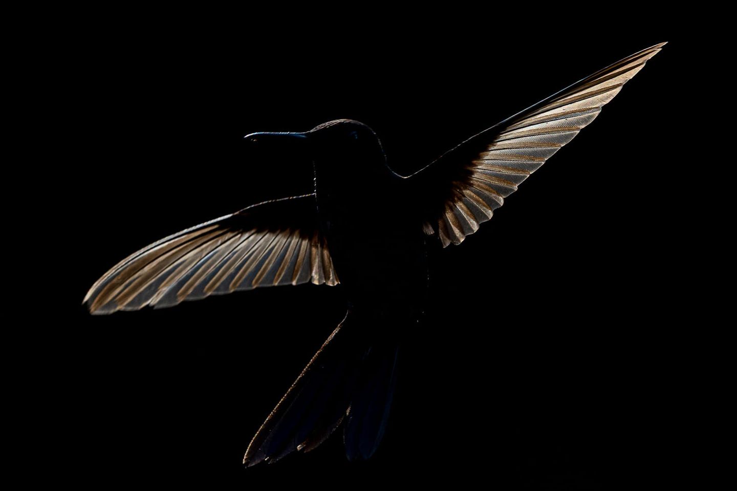 Kolibri-Brasilien-Fotoworkshop Zu diesem Bild, das ich heute Nachmittag im brasilianischen Urwald aufgenommen habe, möchte ich nichts schreiben.