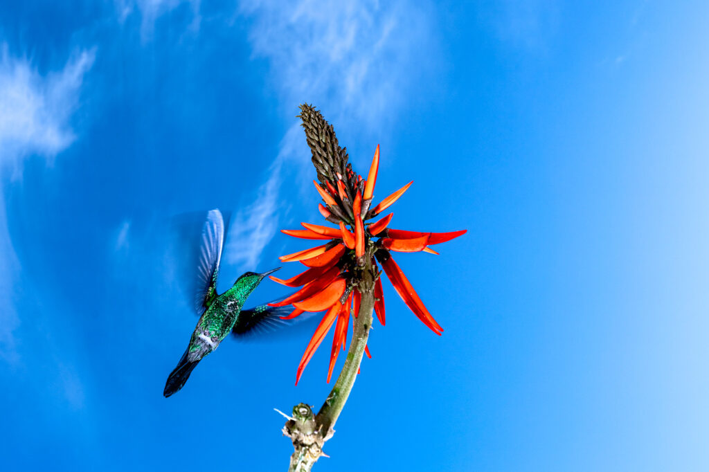 Ein Kolibri im Flug fotografiert auf einer Fotoreise durch Brasilien von Benny Rebel.