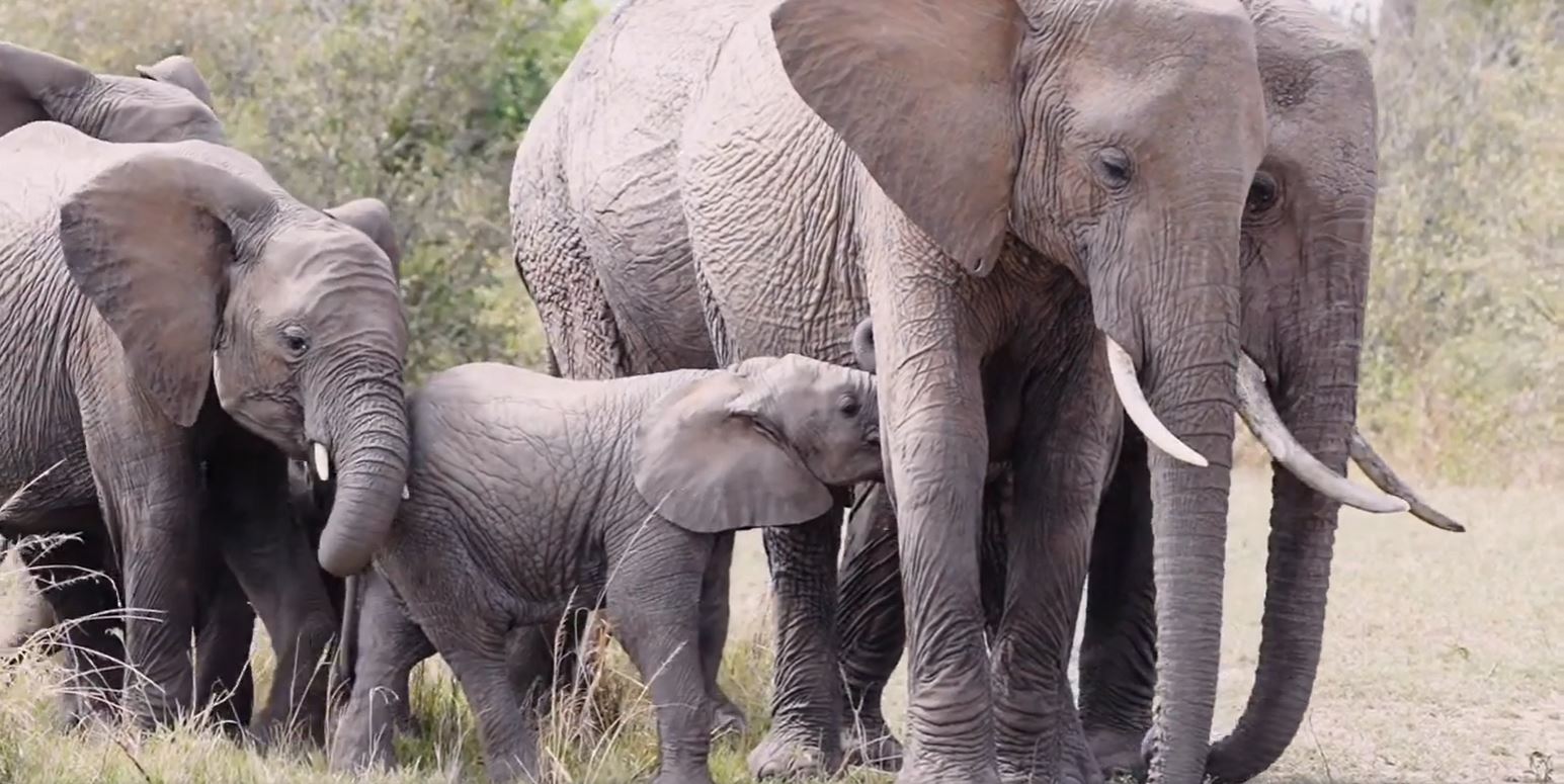  Babys von Elefanten gehören zu den beliebtesten Lebewesen der Erde. Hier ist ein Mini-Elefant am Milchtrinken in der Masai Mara.
