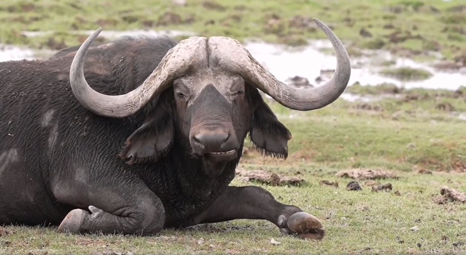 Wir sind heute von Nairobi zum Lake Amboseli Nationalpark gefahren und dieser Büffel ist eines der ersten Tiere, die wir hier gesehen haben.