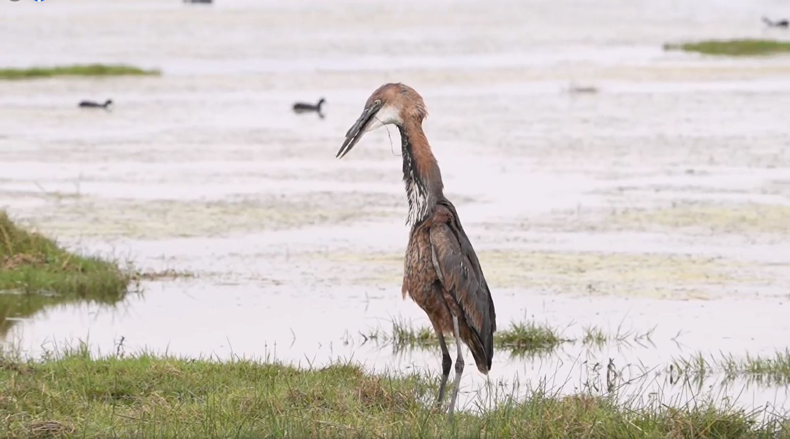 FOTORE1-2 Fotoreise durch die Wildnis Kenias. Soeben hat ein Goliath-Reiher einen ziemlich großen Wels aus dem Wasser herausgeholt.