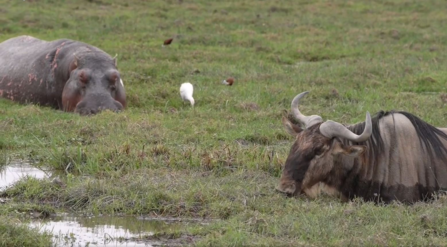 Hier gibt es zahlreiche Hippos, Elefanten und andere Tiere, die wir gerade fotografieren. Fotoreise durch die Wildnis Kenias.