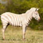 Ein seltenes Albino-Zebra