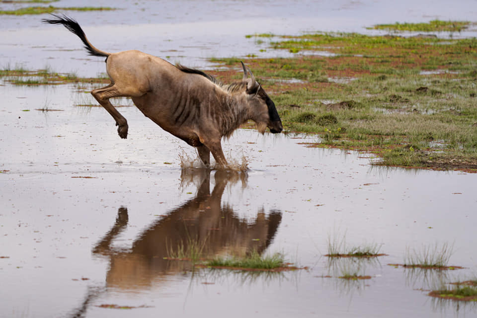 Fotoreise-Gnu-Lake-Amboseli Fotoreise mit Benny Rebel Fotosafaris GmbH aus Hannover. Gerade eben aufgenommen im Lake Amboseli Nationalpark.
