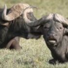 Büffel im Lake Nakuru Nationalpark