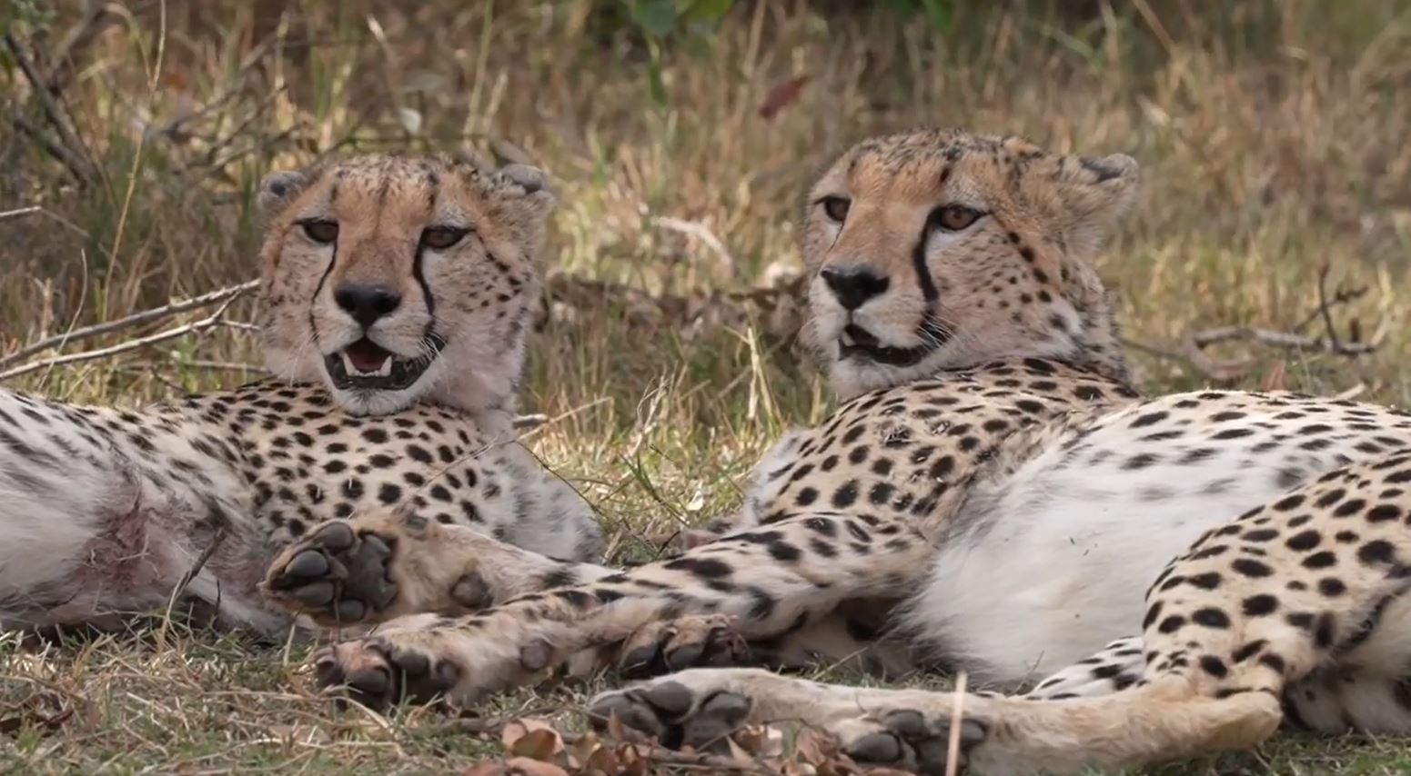 In der Masai Mara sehen wir relativ häufig Geparde und Löwen. Hin und wieder finden wir auch einen Leoparden oder eine Servalkatze.