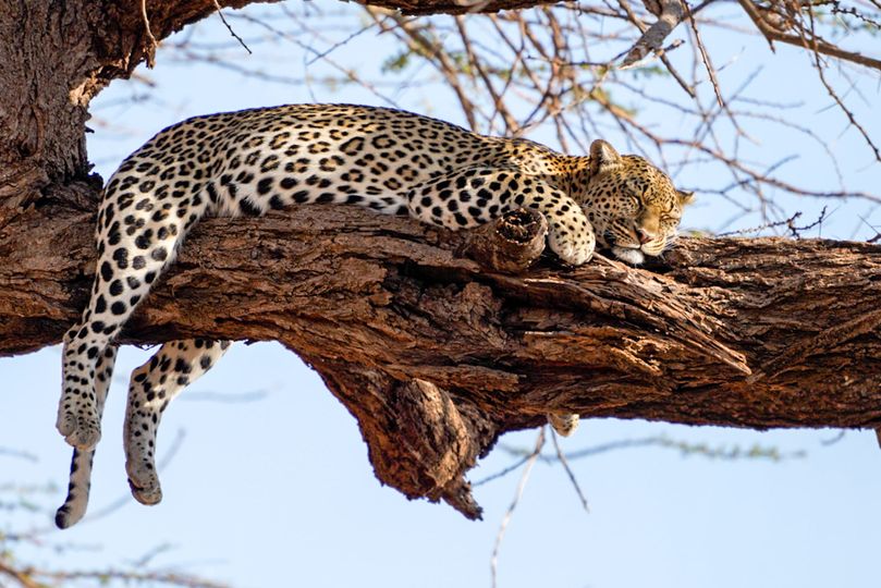 Fotoreise mit Benny Rebel Fotosafaris GmbH aus Hannover. Wir beobachten gerade diesen Leoparden im Samburu Nationalpark.