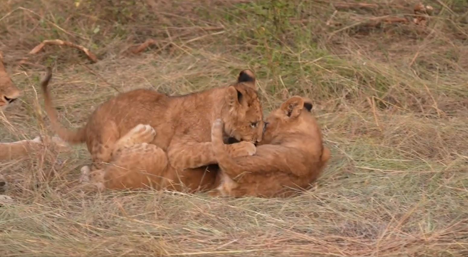 Fotoreise-Kenia-Loewen-1 Ach ist das Reisen durch die Wildnis schön. Hier seht ihr ein Weibchen aus dem Rekero-Rudel mit ihren drei süßen Kindern.