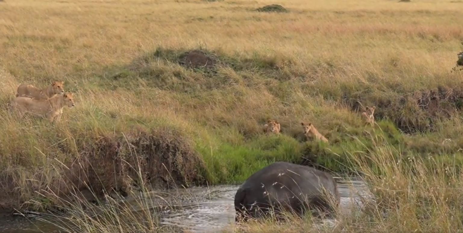 Das große Topi-Löwenrudel hat ein Flusspferd umzingelt und das Flusspferd ist außer sich. Es attackiert die Löwen immer wieder.