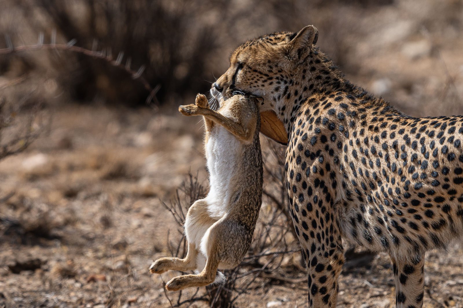 Fotoreise mit Benny Rebel Fotosafaris GmbH aus Hannover. Hase als Mahlzeit - Kill im Samburu Nationalpark in Kenia.