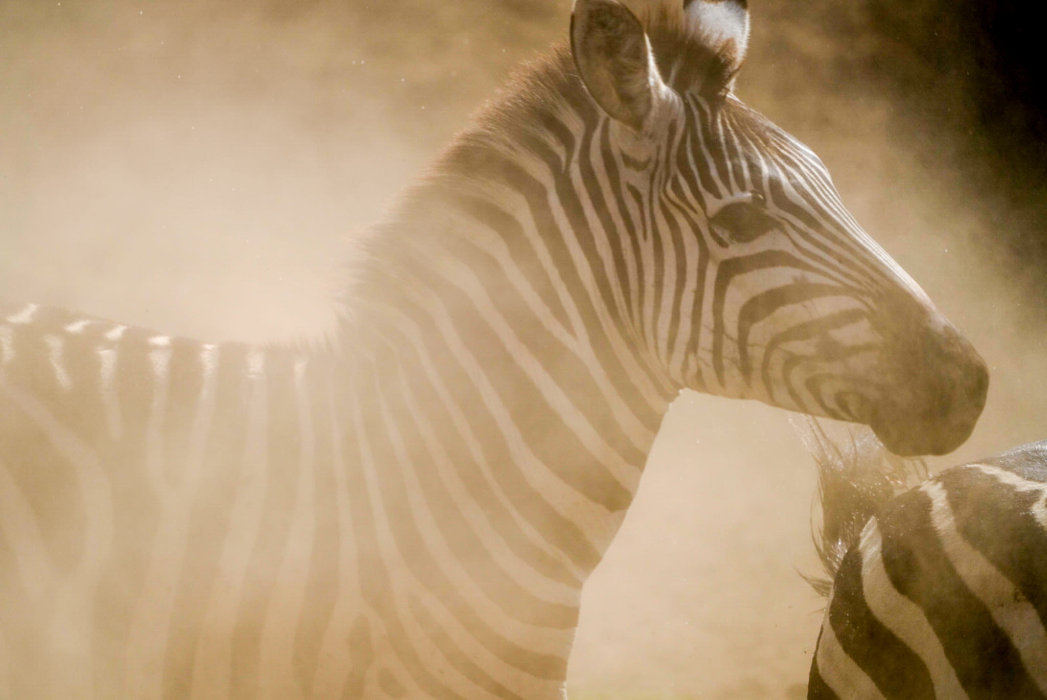 Die Zebras kommen zum Fluss und bekommen Panik. Sie rennen zurück und wirbeln viel Staub auf. Dieses Foto ist gerade dabei entstanden.