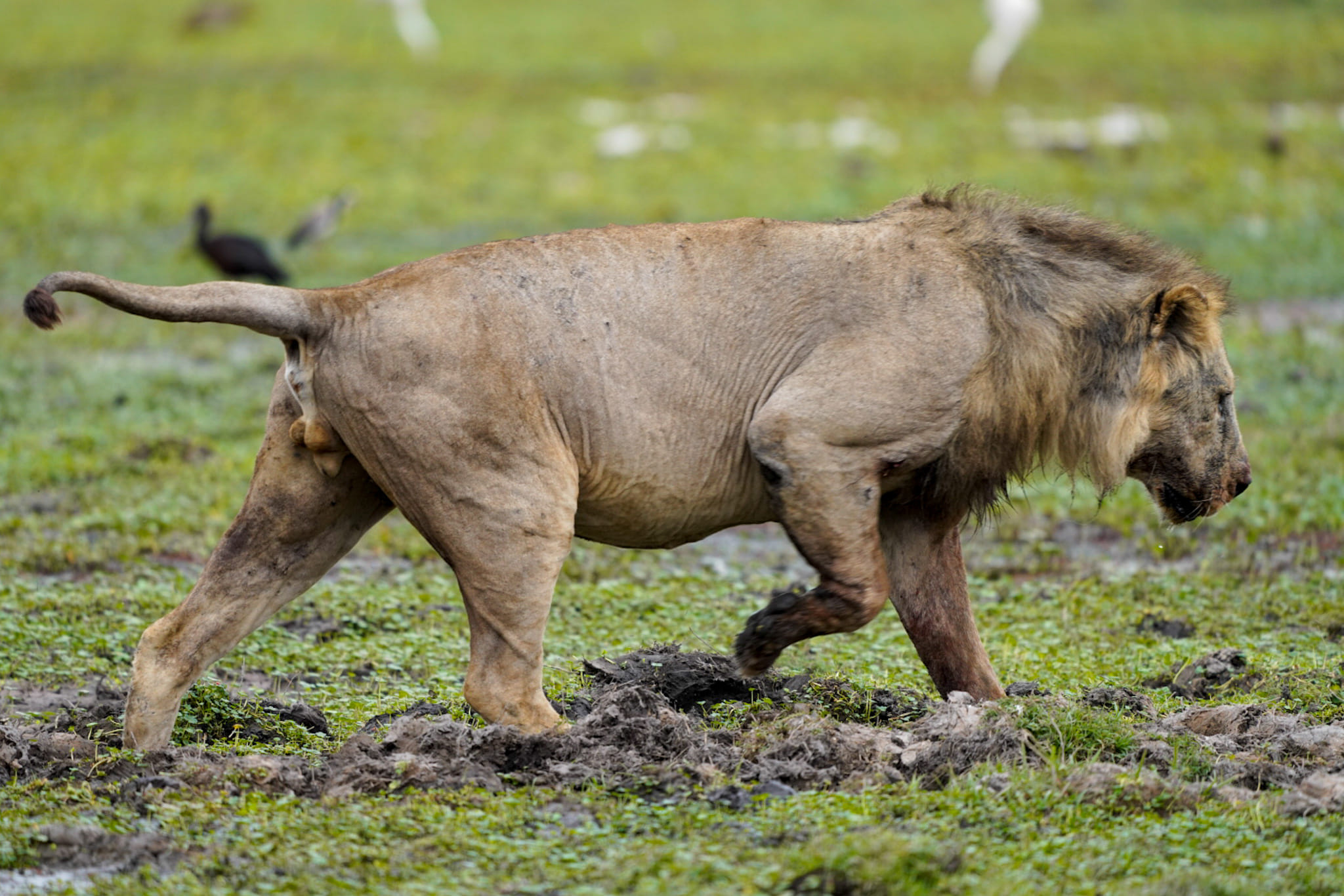 Gestern habe ich über den Löwen berichtet, der sich bei der Jagd des Warzenschweins verletzt hatte. Er hat sich seit gestern gut erholt.