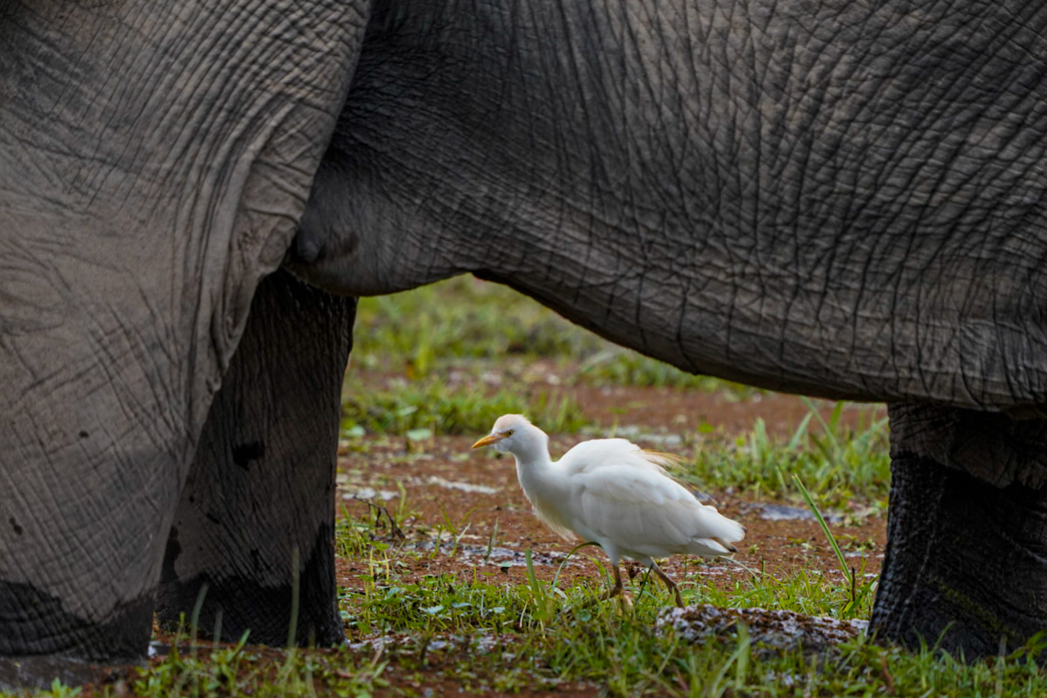 Fotosafari-Elefanten-Kenia Fotoreise mit Benny Rebel Fotosafaris GmbH aus Hannover. Kuhreiher zwischen den Beinen eines Elefanten im Sumpf.
