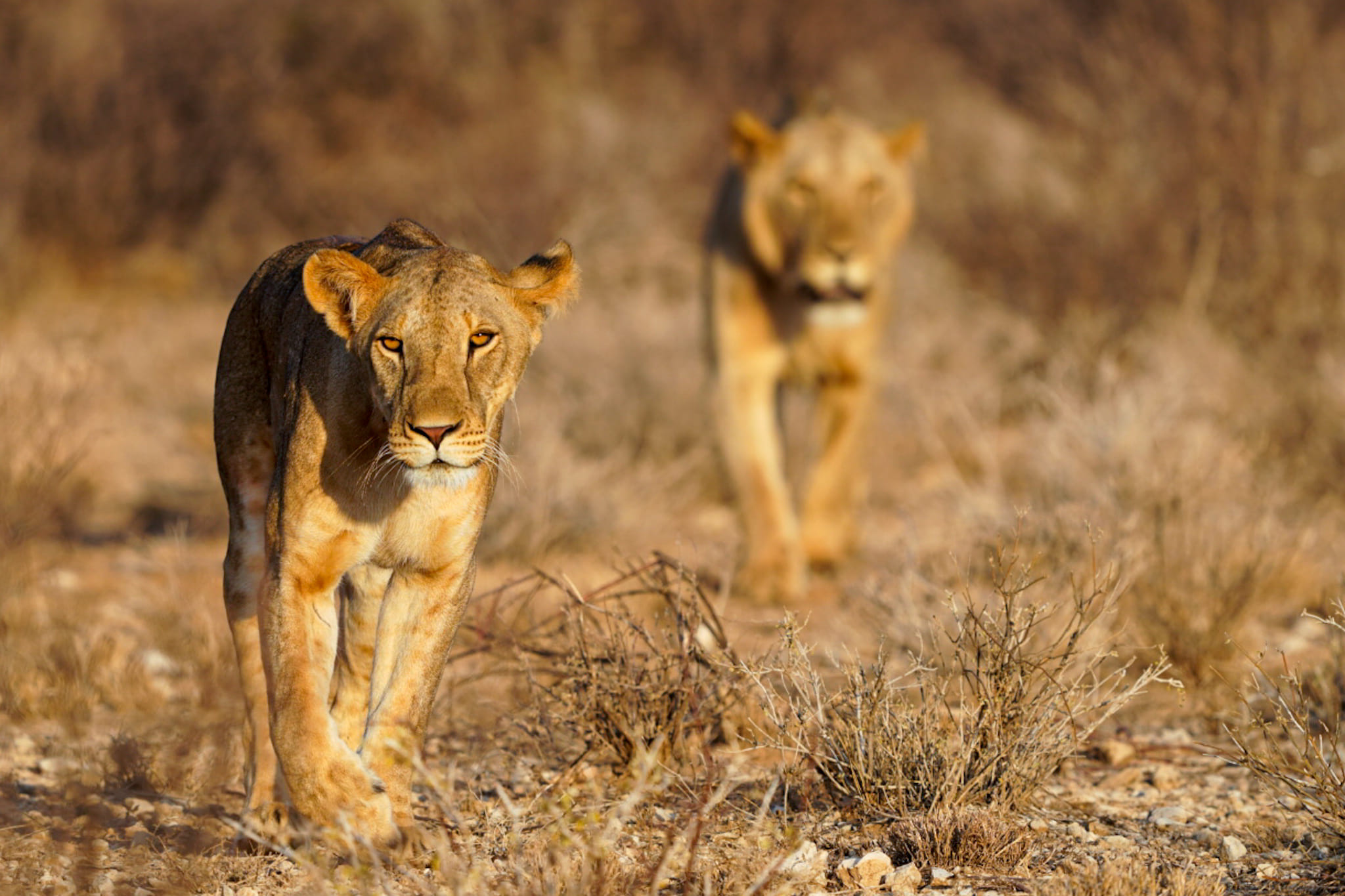 Wir beobachten die Leoparden in der Wildnis Kenias. Euch sende ich ein Löwenbild von gestern Nachmittag aus dem Samburu Nationalpark zu.