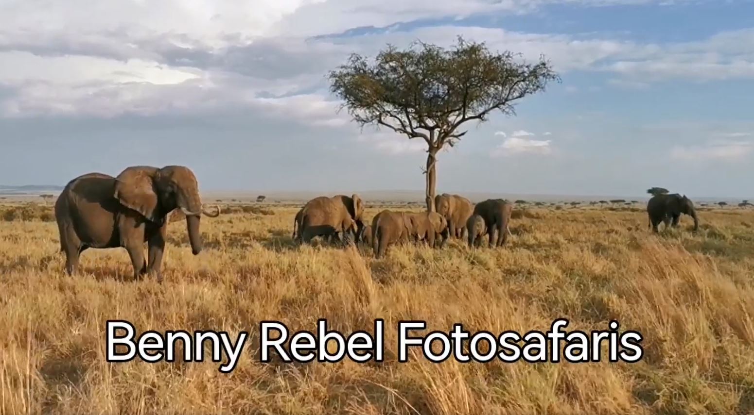 Fotoreise mit Benny Rebel Fotosafaris GmbH aus Hannover. Fotoreise durch die Wildnis Kenias. Fotografieren von Elefanten.