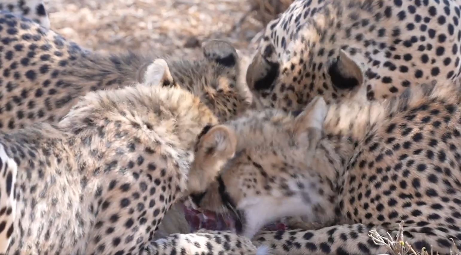 Fotosafari-Kenia-Gepardenfamilie Fotoreise in die Wildnis Kenias. Gerade eben haben vier Geparde einen Hasen getötet und wir konnten den Kill miterleben.