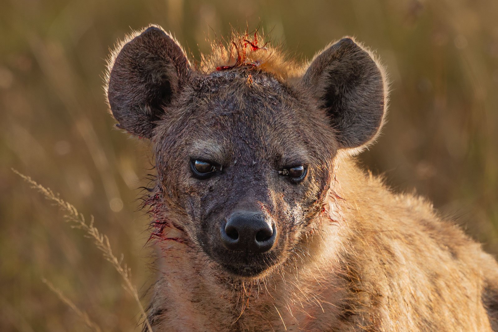 Mit diesen neuen Bildern sende ich einen herzlichen Gruß aus der Wildnis Afrika an meine Freunde. Fotoreise durch Kenia.