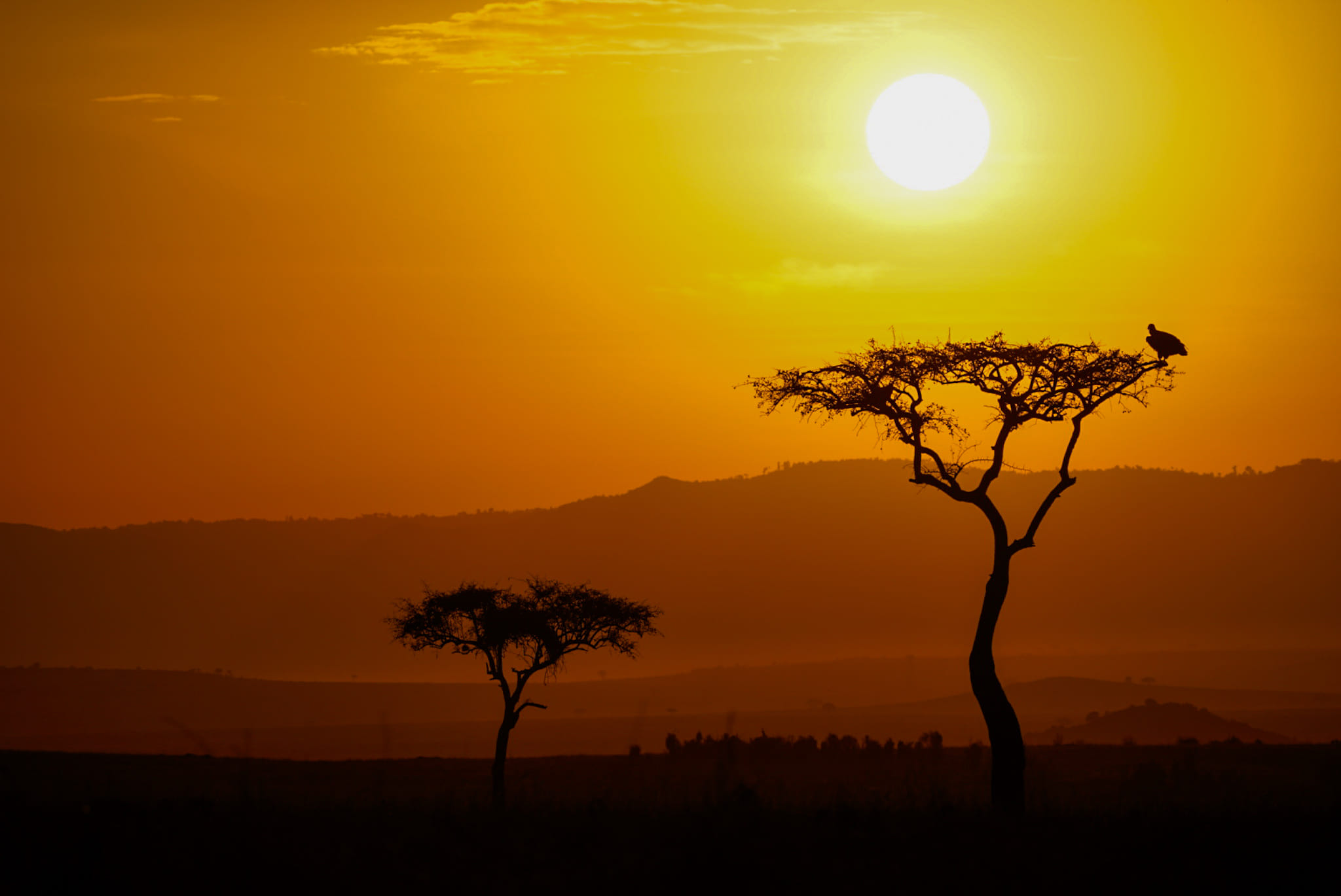 Die Masai Mara gehört zu den schönsten Landschaften der Welt. Ich liebe das leicht hügelige Land mit den einzeln stehenden Bäume.