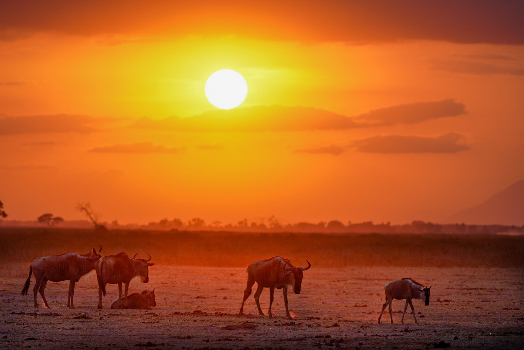 Fotosafari-Kenia-Sundowner Lake Amboseli Nationalpark in Kenia. Das Leben ist schön und das Leben ist das, was wir daraus machen. Fotoreise durch die Wildnis Afrikas.