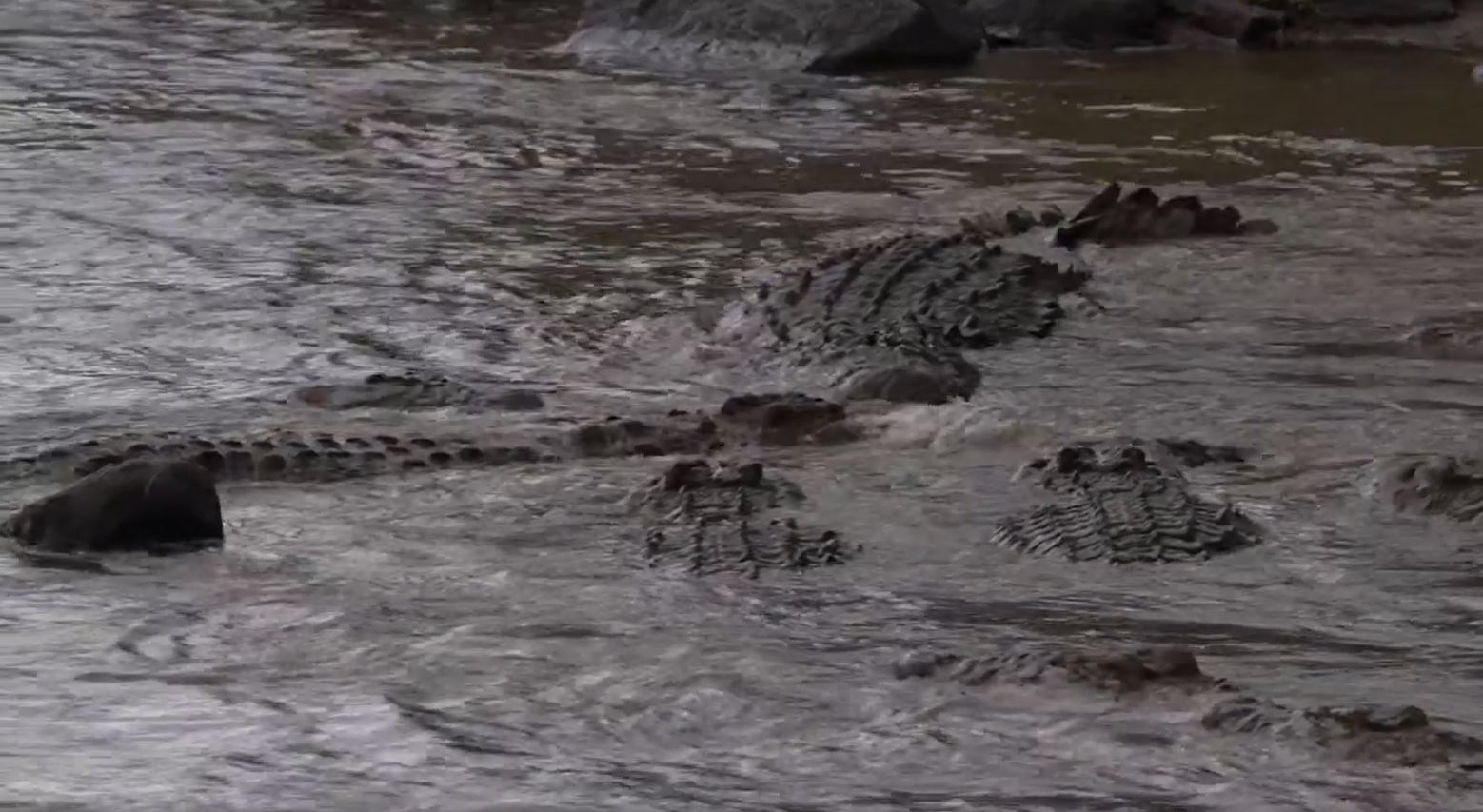 Über 30 Krokodile fressen gerade ein Gnu im Mara-Fluss.Fressen und gefressen werden. Das Gesetz der Natur.