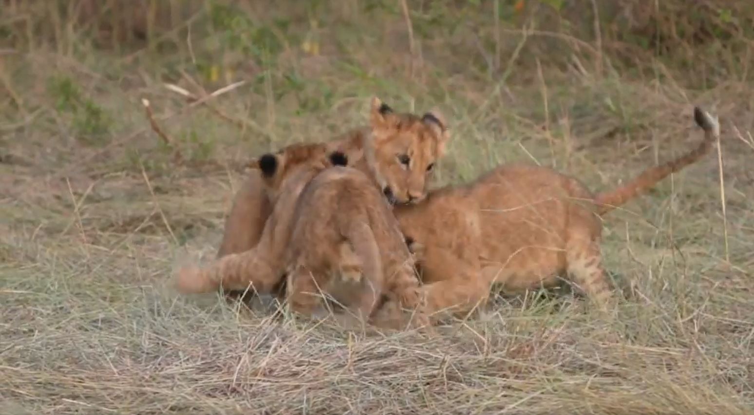 Ich beobachte gerade eine Löwenfamilie mit drei Babys, die gerne spielen. Es ist herrlich diese wunderbaren Geschöpfe zu fotografieren.