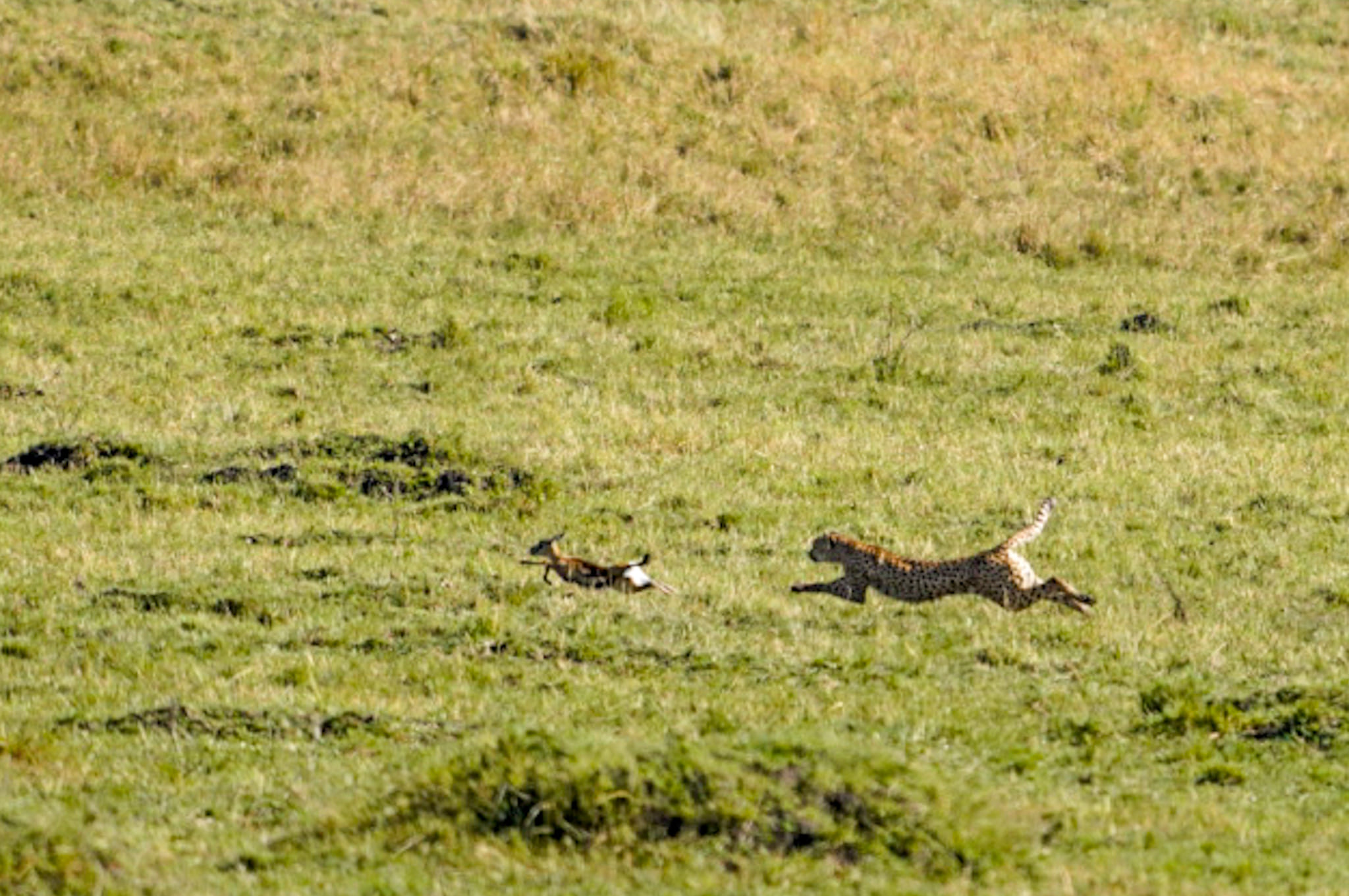 Fotosafari-Tierfotografie-Kenia Die Gepardenmutter, worüber ich gestern berichtete habe, hat soeben eine junge Gazelle gejagt. Fotoreise durch die Wildnis Kenias.