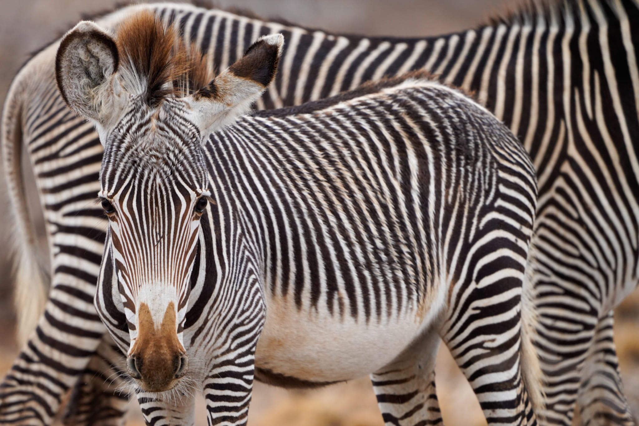 Sie haben Mickymaus-Ohren und die schönsten Streifen zwischen den Zebra-Arten. Hier im Samburu Nationalpark leben noch viele Grevy-Zebras.