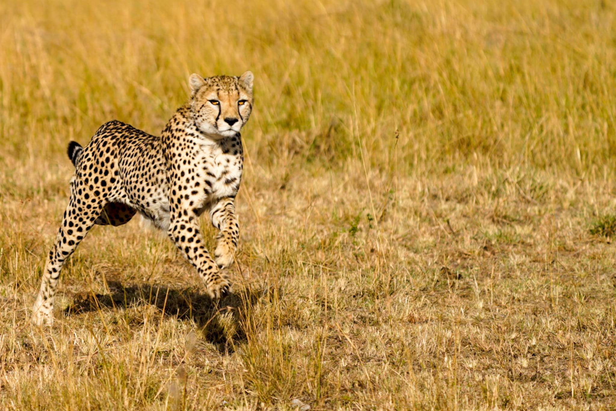 Gepard-Fotosafari-Leopard-2