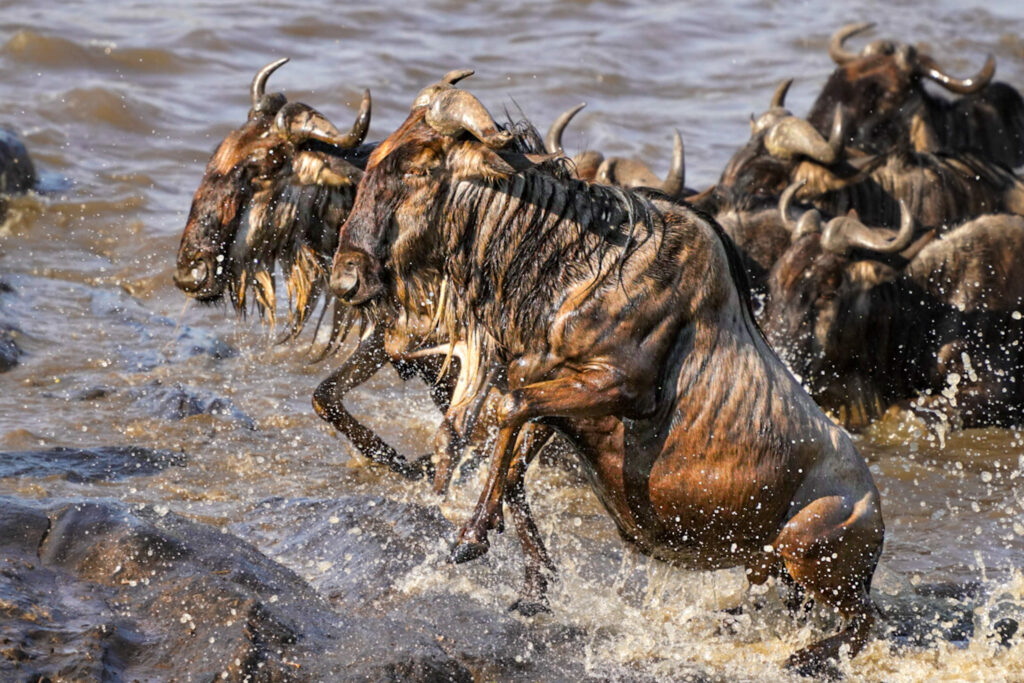 Fotoreise mit Benny Rebel Fotosafaris GmbH aus Hannover. Eine spektakuläre Flussüberquerung von gerade eben.