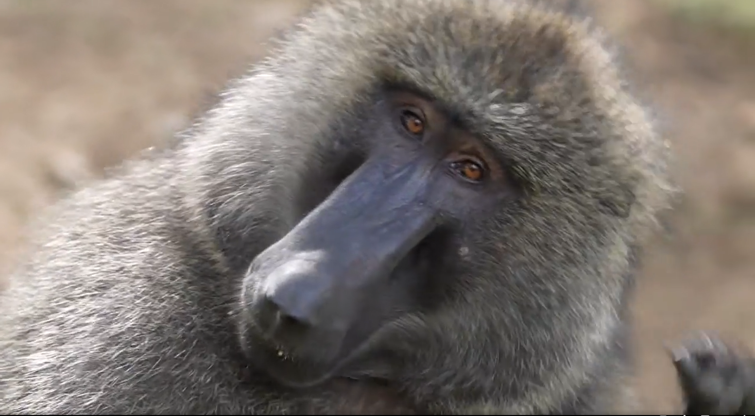 image-1 Wir fotografieren gerade Paviane im Lake Nakuru Nationalpark. Ich liebe unsere nächsten Verwandten in der Wildnis.