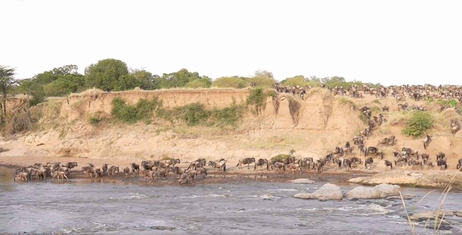 Tausende Gnus wollen den Mara-Fluss durchqueren und wir sind live dabei. 
