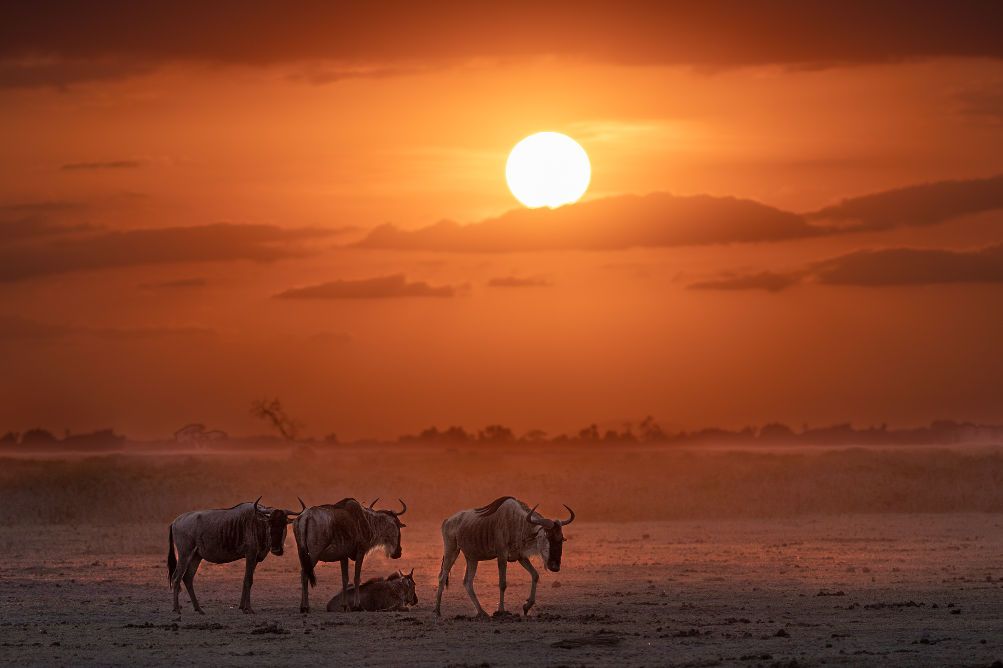 Gnus beim Sonnenuntergang im Lake Amboseli Nationalpark - fotografiert auf einer Fotoreise mit Benny Rebel Fotosafaris GmbH.