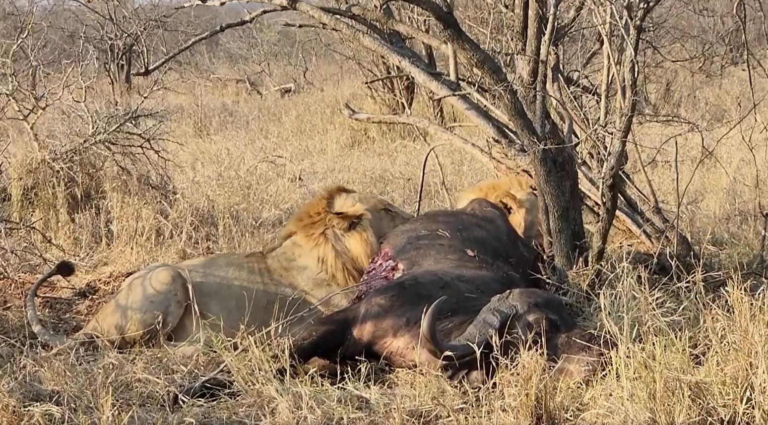 Fotoreise durch die Wildnis Südafrikas. Es ist sehr ungewöhnlich, dass 7 männliche Löwen zusammen unterwegs sind.