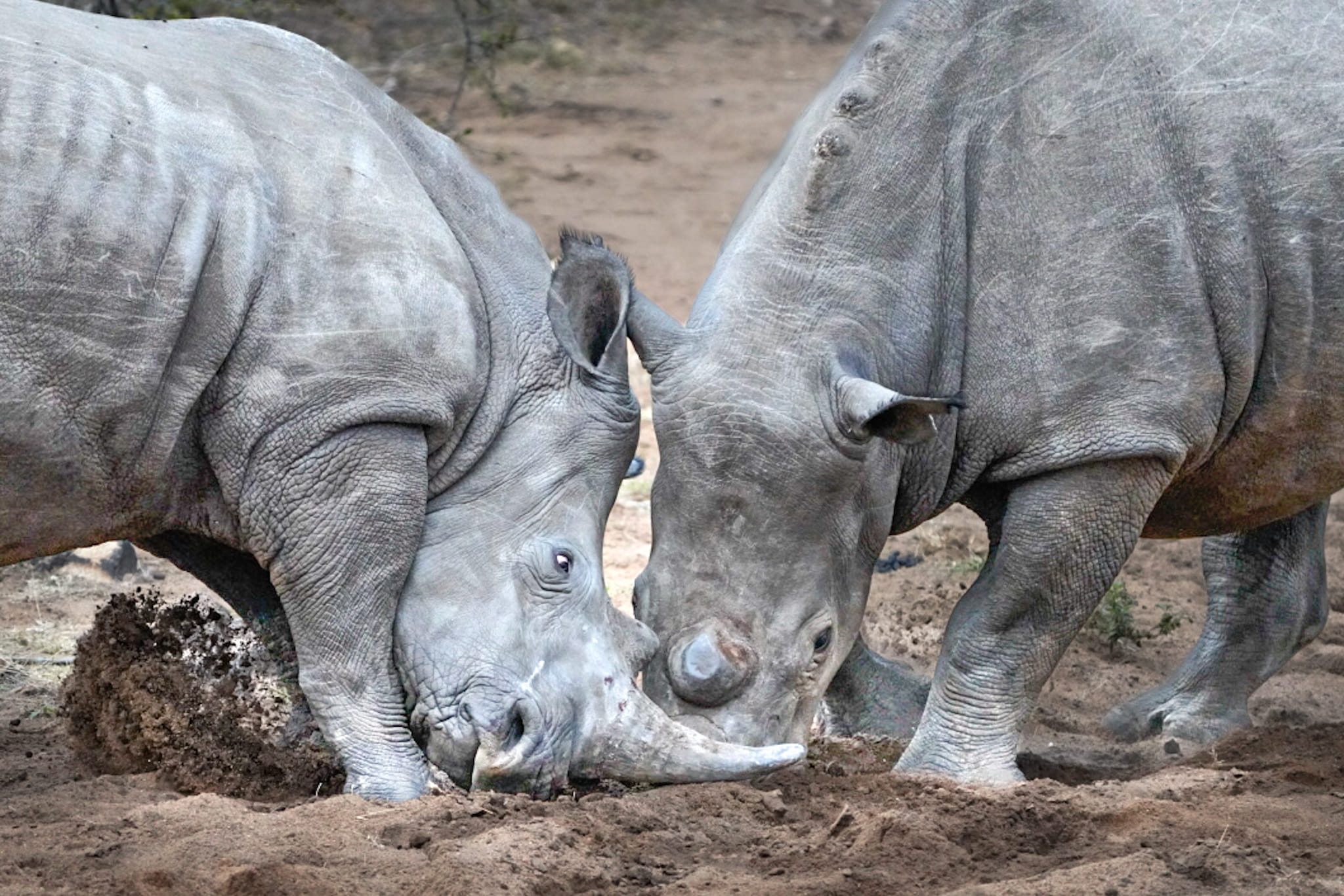 Fotoreise-Suedafrika-Nashorn Wir beobachten gerade diese Nashörner, wovon ich einige Actionfotos aufgenommen habe. Die anderen poste ich später.