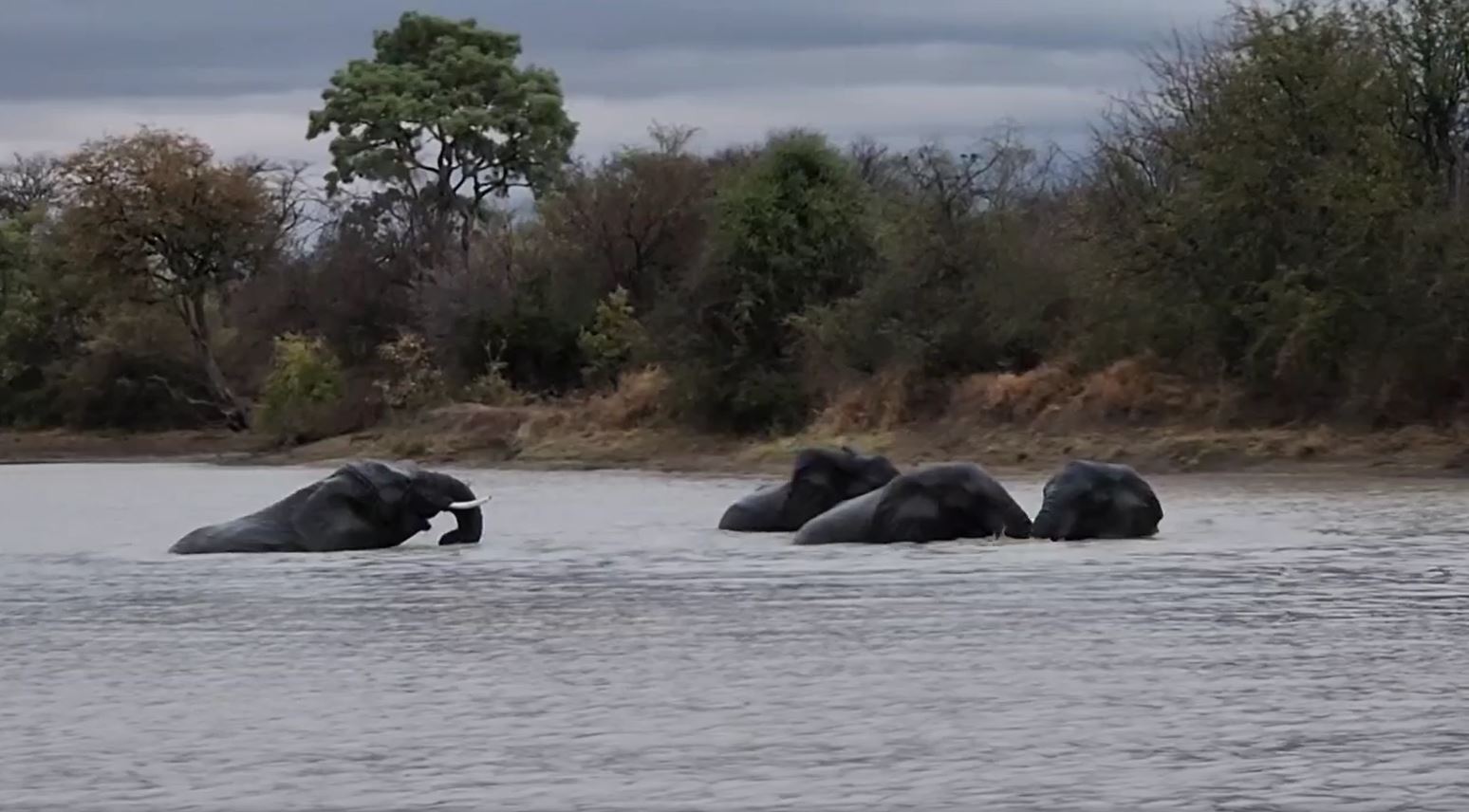 Fotosafari-Suedafrika-Elefanten Es ist kaum noch Licht hier in der Wildnis Südafrikas und beobachten gerade die Dickhäuter bei ihrem Badevergnügen.