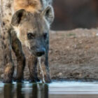 Zwei Hyänen aus dem Bunker fotografiert