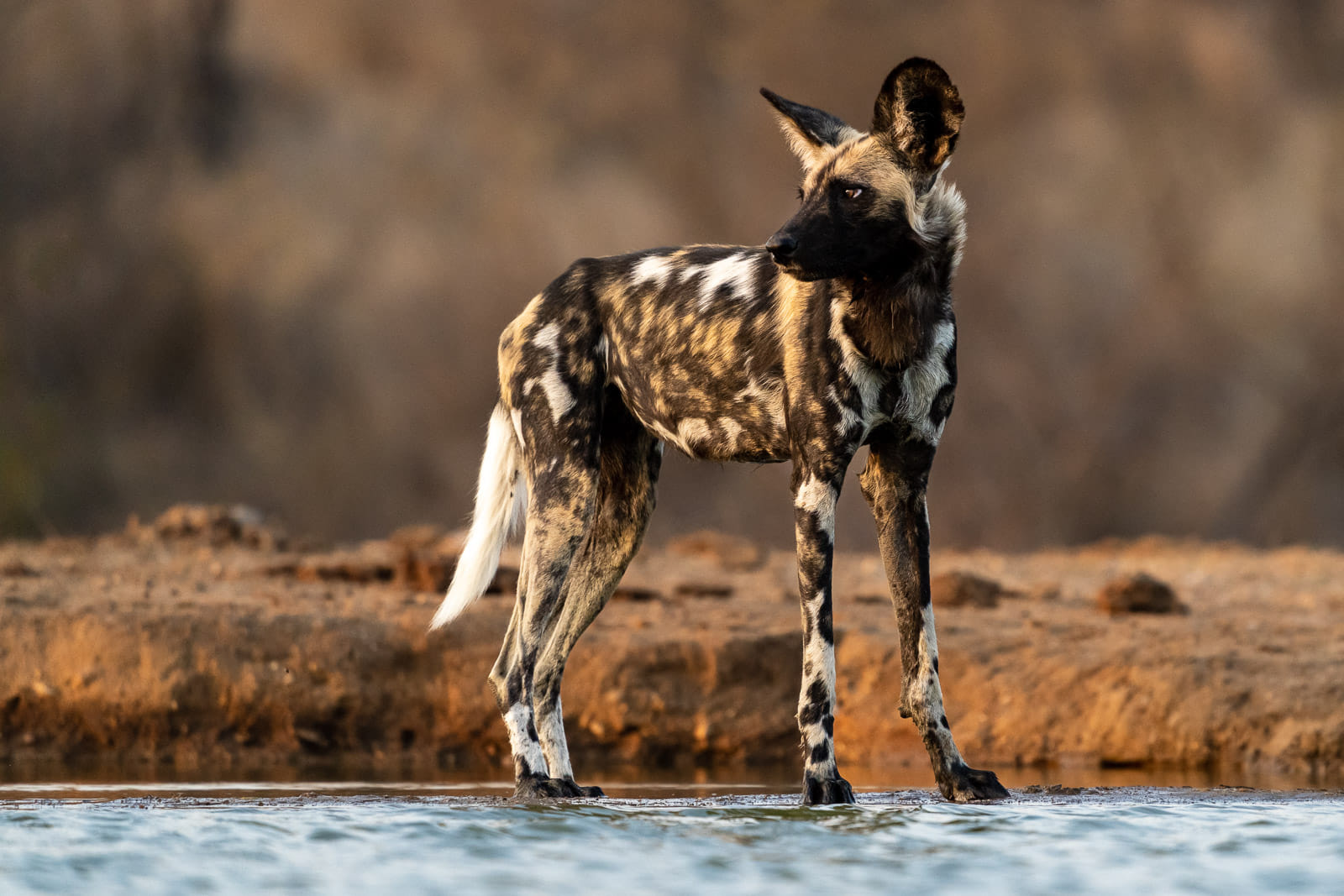 Fotosafari-Windhund-Suedafrika-11
