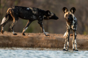 Fotoreise mit Benny Rebel Fotosafaris GmbH aus Hannover. Zu diesen äußerst seltenen Bildern muss ich nicht viel sagen.