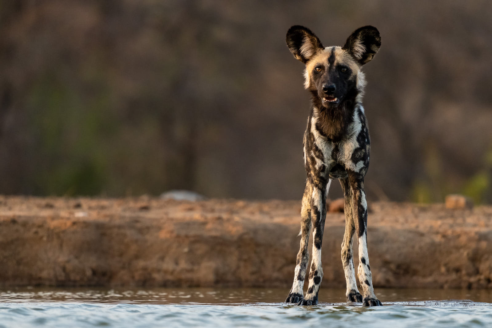 Fotosafari-Windhund-Suedafrika-8