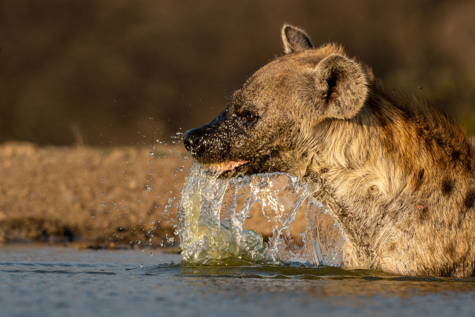 Hyaenen-Fotoreise-Suedafrika-1