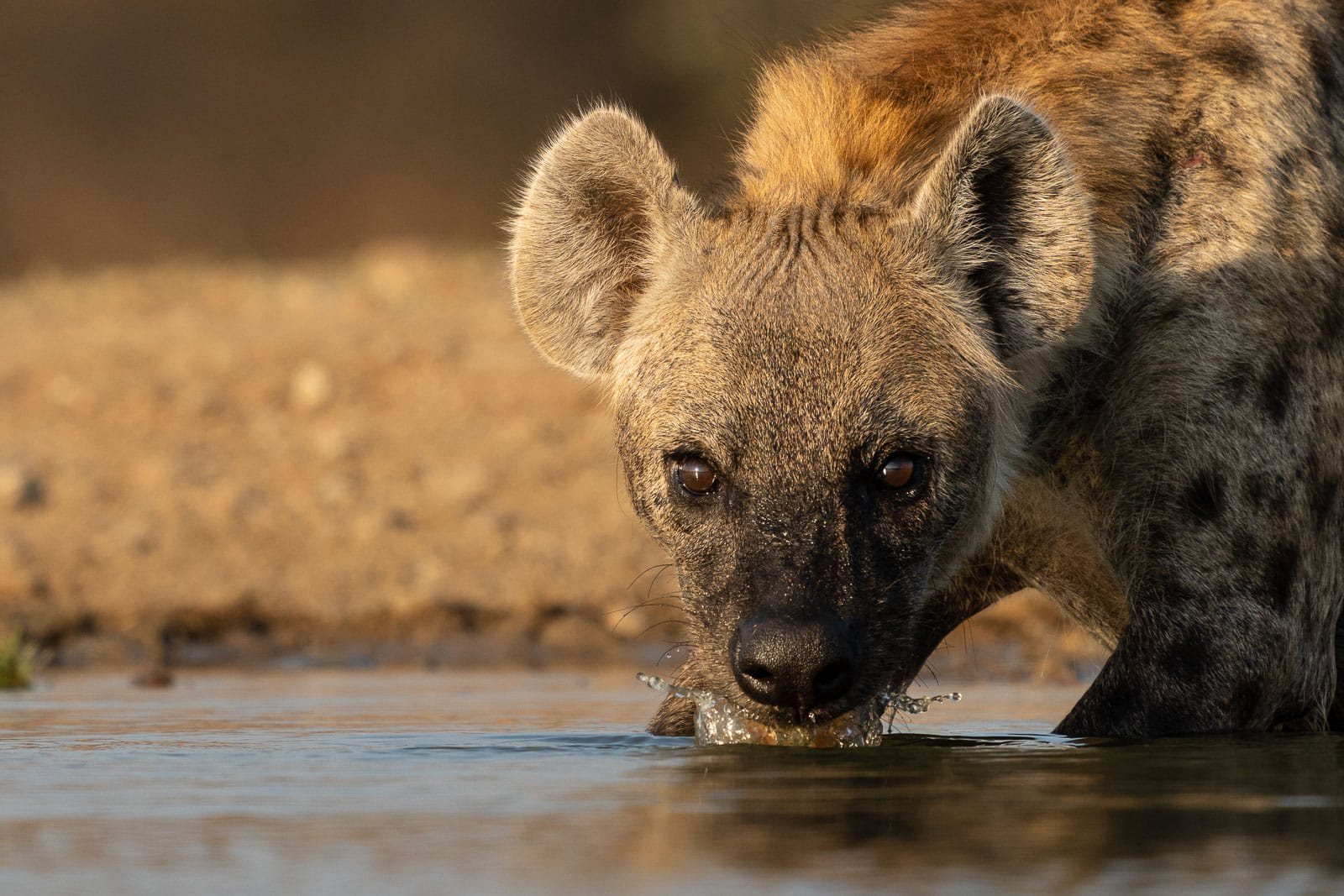 Hyaenen-Fotoreise-Suedafrika-10