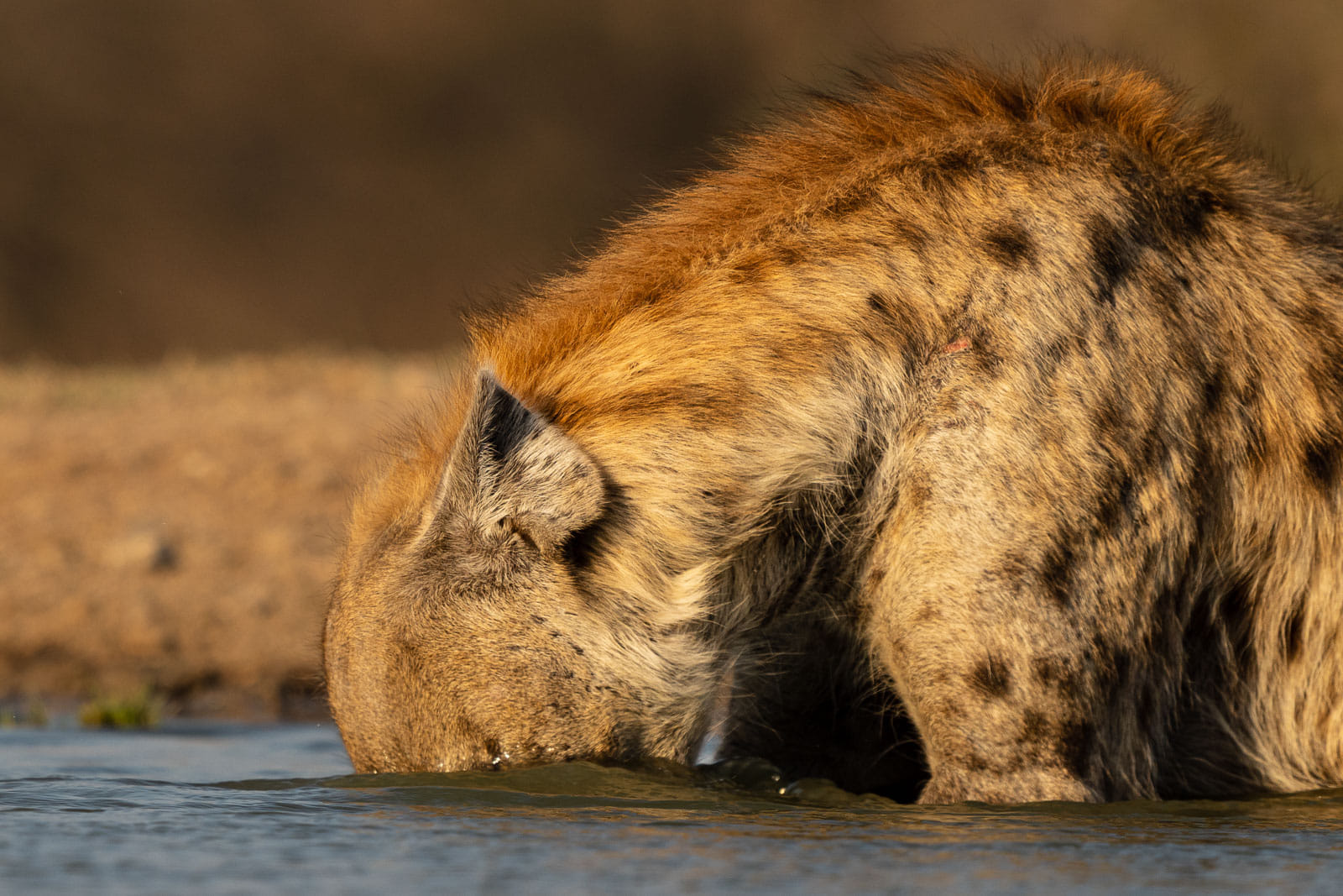 Hyaenen-Fotoreise-Suedafrika-2