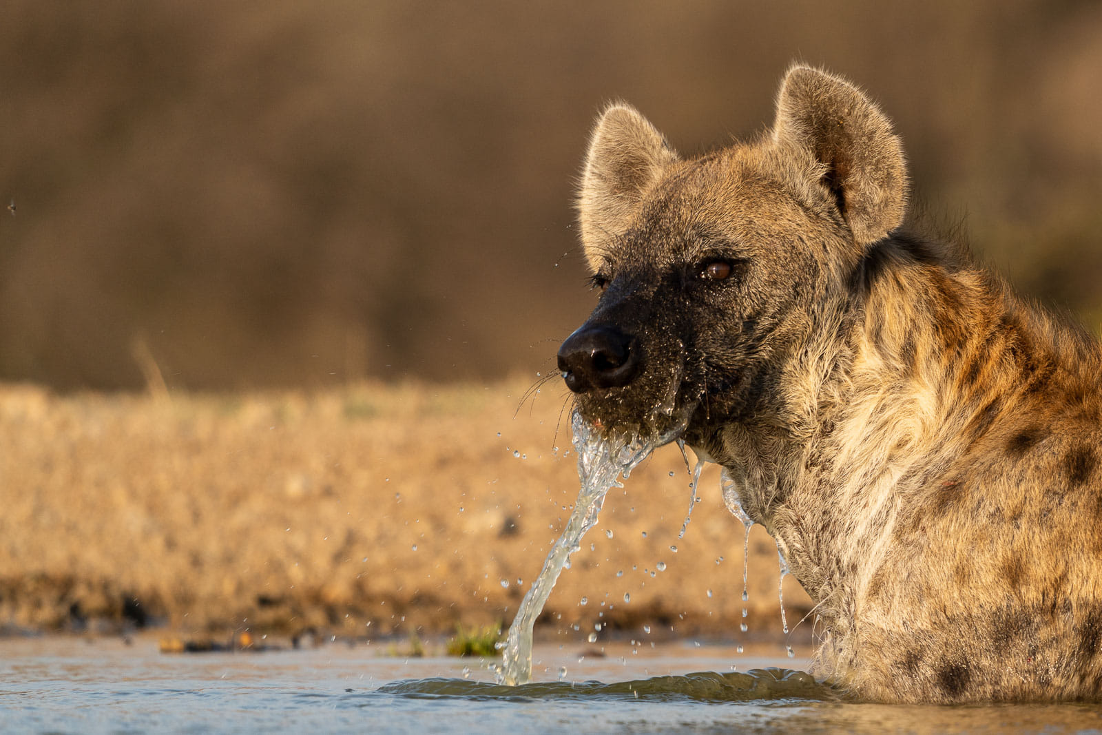Hyaenen-Fotoreise-Suedafrika-5