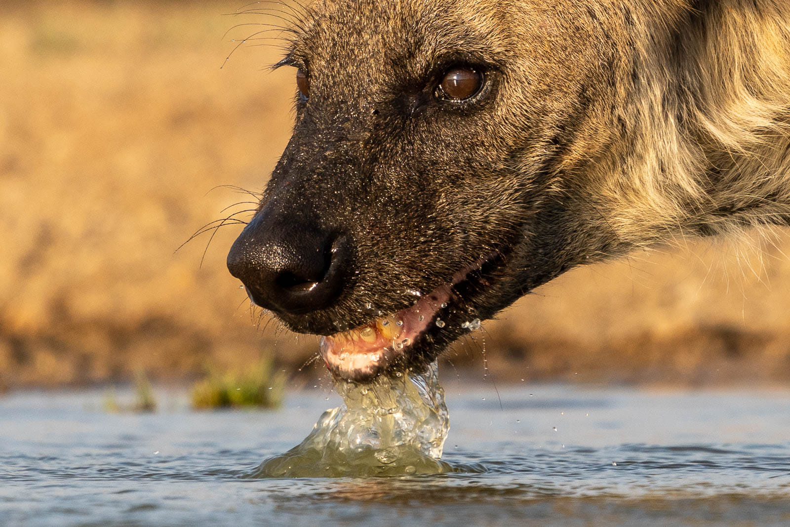 Hyaenen-Fotoreise-Suedafrika-7