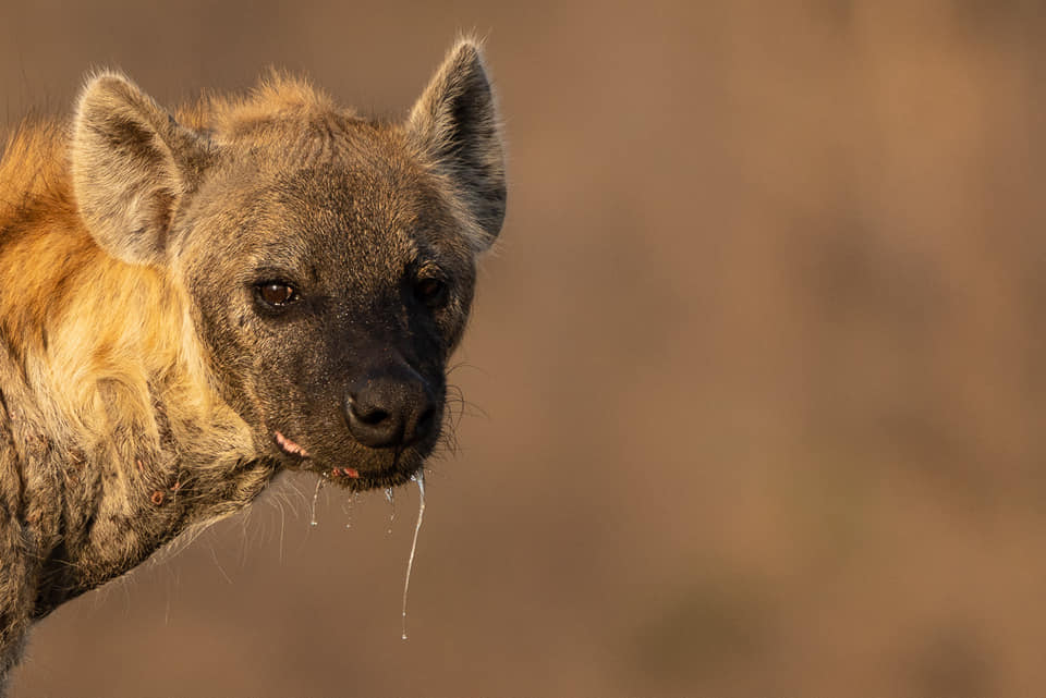 Die Hyänenbilder, die ich Euch hier zeige, gehören bereits jetzt zu meinen persönlichen LIEBLINGSBILDERN. Fotoreise durch Südafrika.