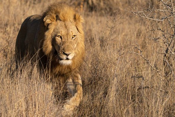 Er ist groß, stark und schön. Er wird bald sein eigenes Reich haben und das hiesige Territorium im Greater Krugerpark übernehmen.